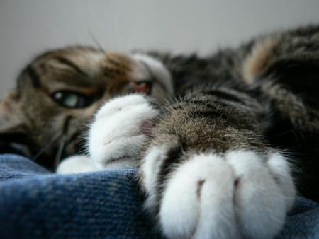 mon chat!!!!